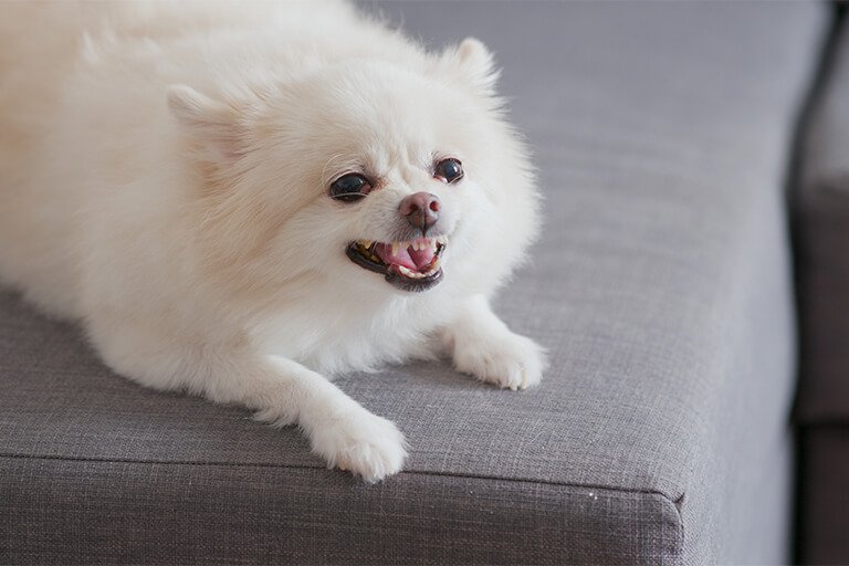 ソファの上で吠える犬